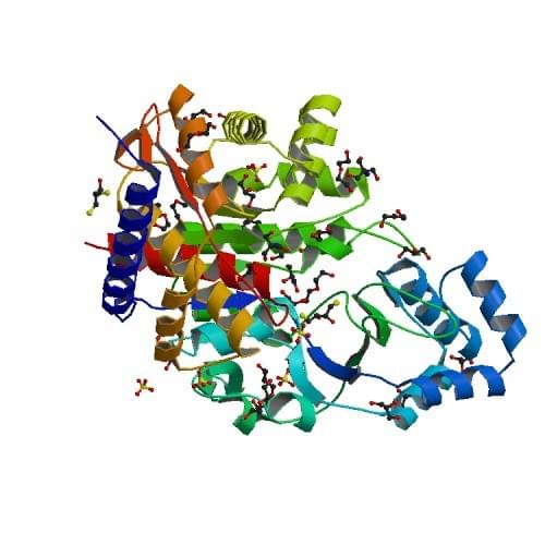 The crystal structure of ADP-specific glucokinase from T. litoralis